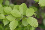 American witch-hazel